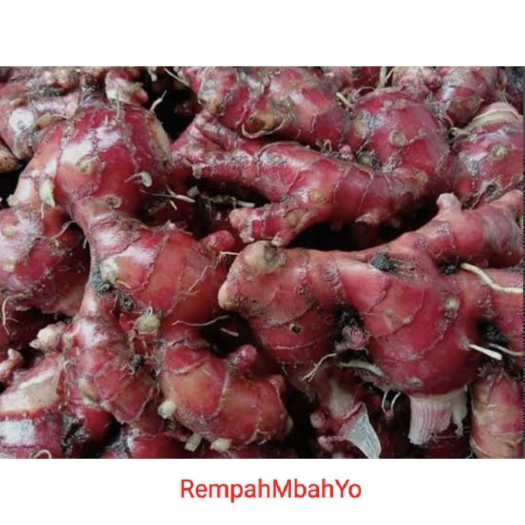 JAHE MERAH/1KG/JAHE LOKAL/JAHE SEGAR/JAHE ORGANIK/RIMPANG JAHE