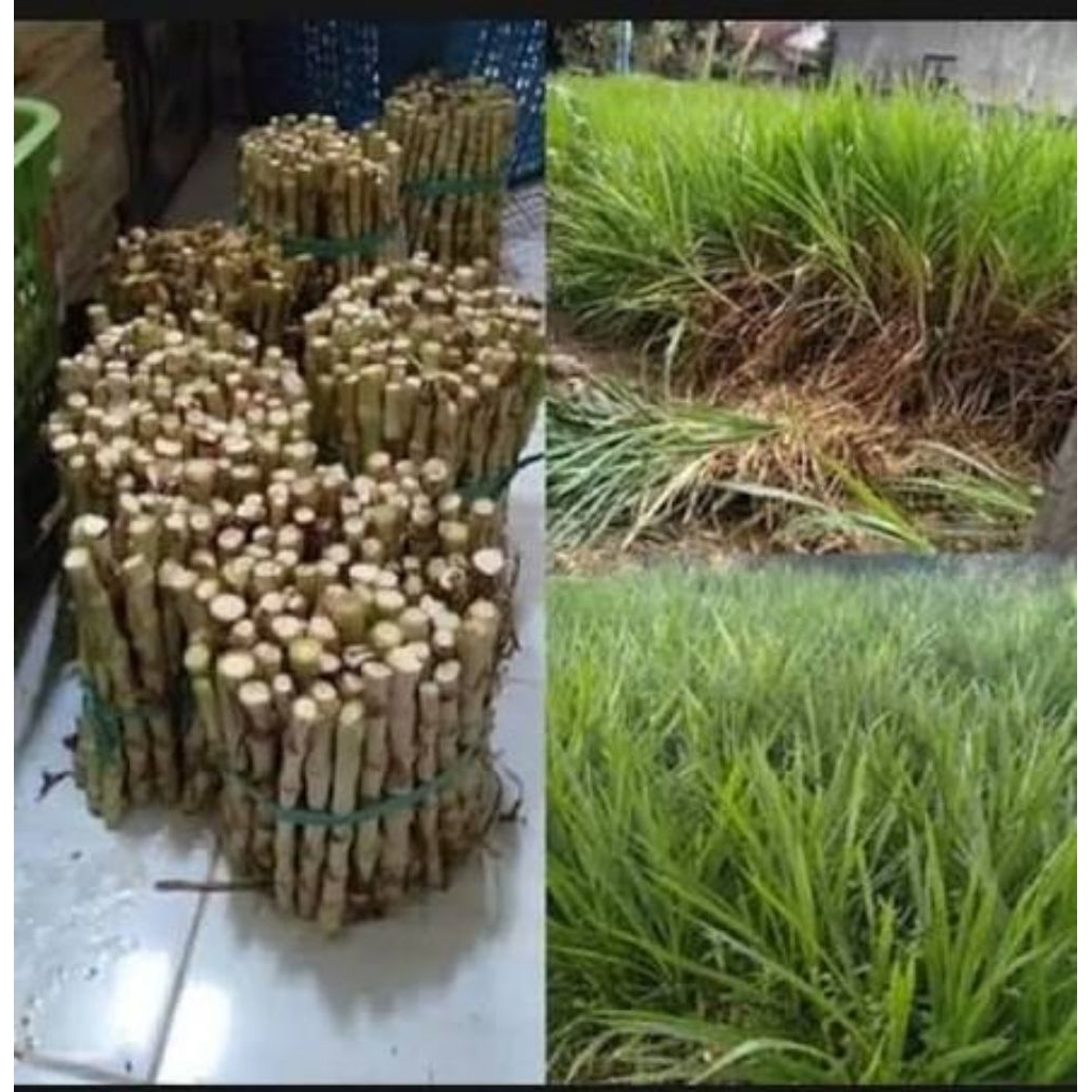 Bibit Rumput gajah/odot 1kg