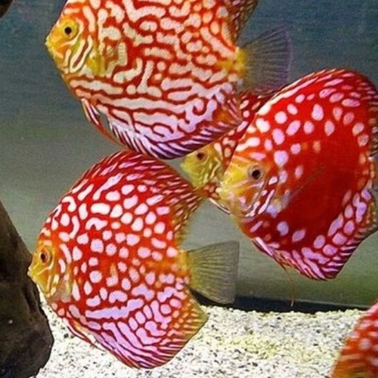Discus Red map ikan hias aquascape