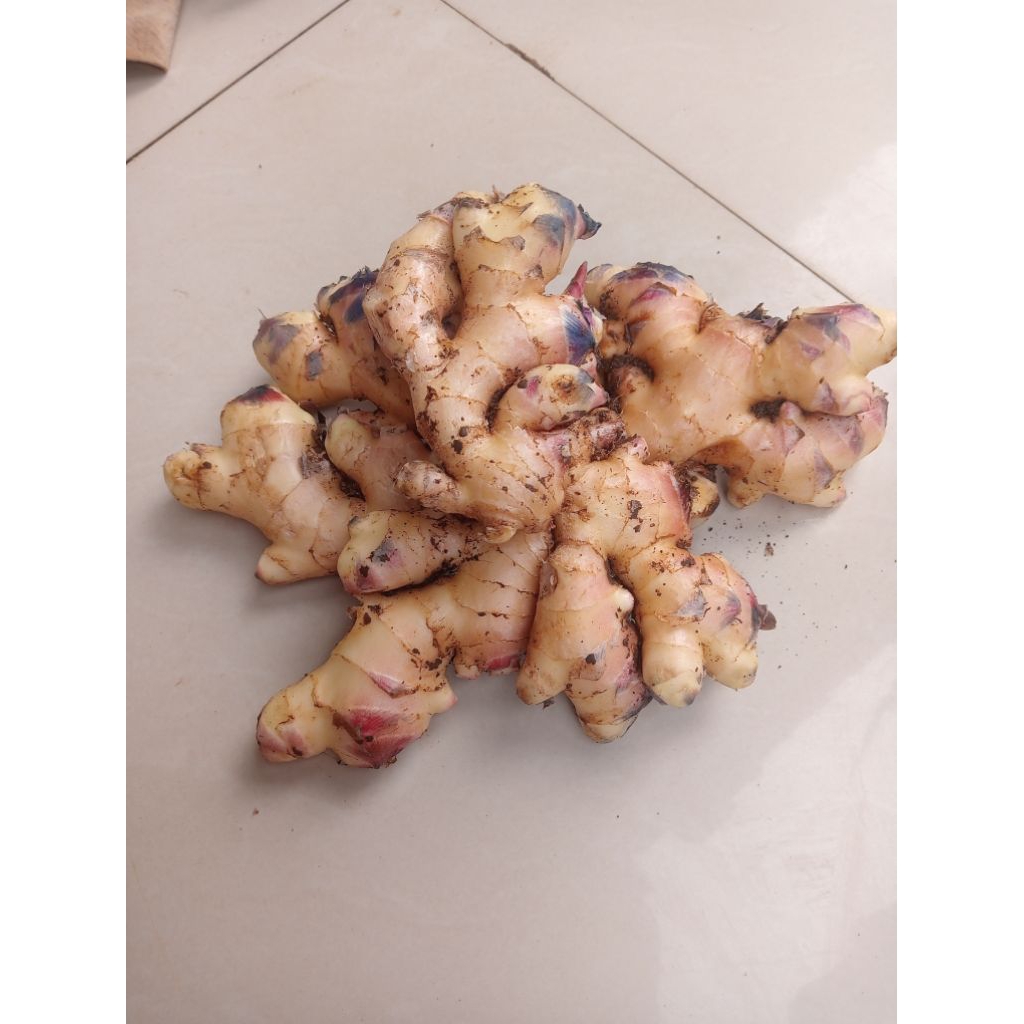 jahe muda segar 1kg