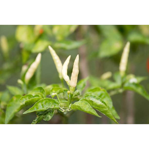 HASIL UNGGUL BENIH RAWIT PUTIH