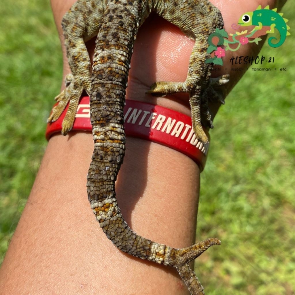 KHUSUS INSTANT Tokek rumahan ekor cabang 2 real pict warna unik