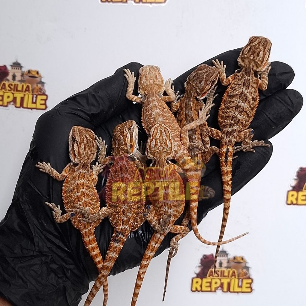 Action Figure Bearded Dragon Het Trans