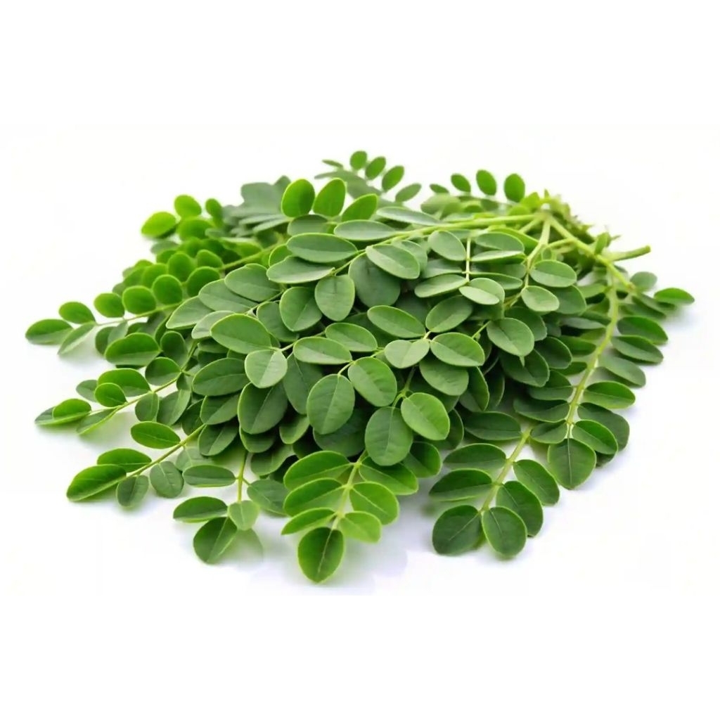 Daun kelor segar 1kg