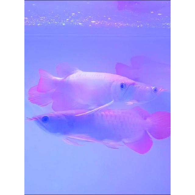 Arwana Super Red 27-28 cm Asli Genetik Induk Merah GRADE A++ Bahan Kontes SERTI dan CHIP Lengkap GAR