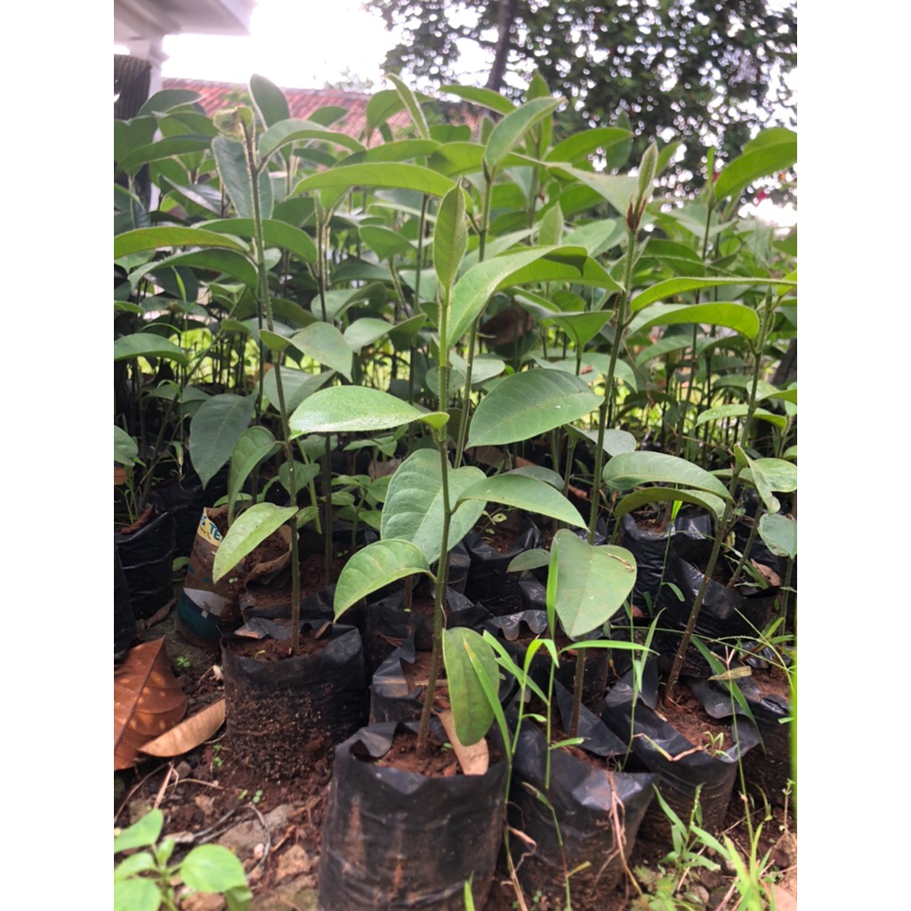 Bibit Cempedak King super  Okulasi Siap Berbuah