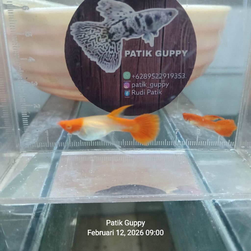 guppy albino koi ribbon