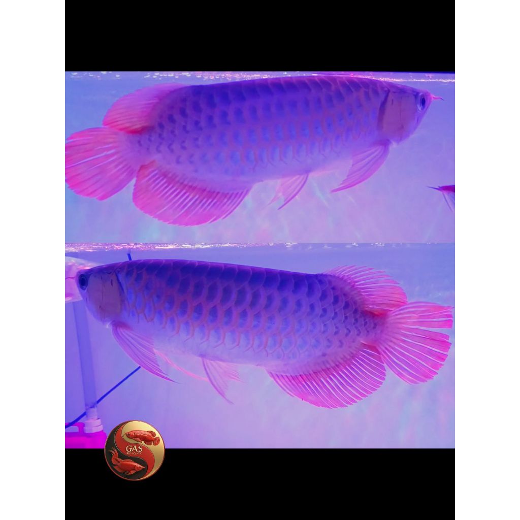 Arwana Super Red 37 cm GRADE A+++ SERTI dan CHIP Lengkap GARANSI 100% Asli