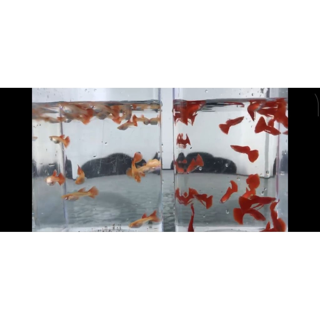 ikan GUPPY AFR RIBBON GRADE A, ALBINO FULL RED RIBON GRADE A, BERGARANSI