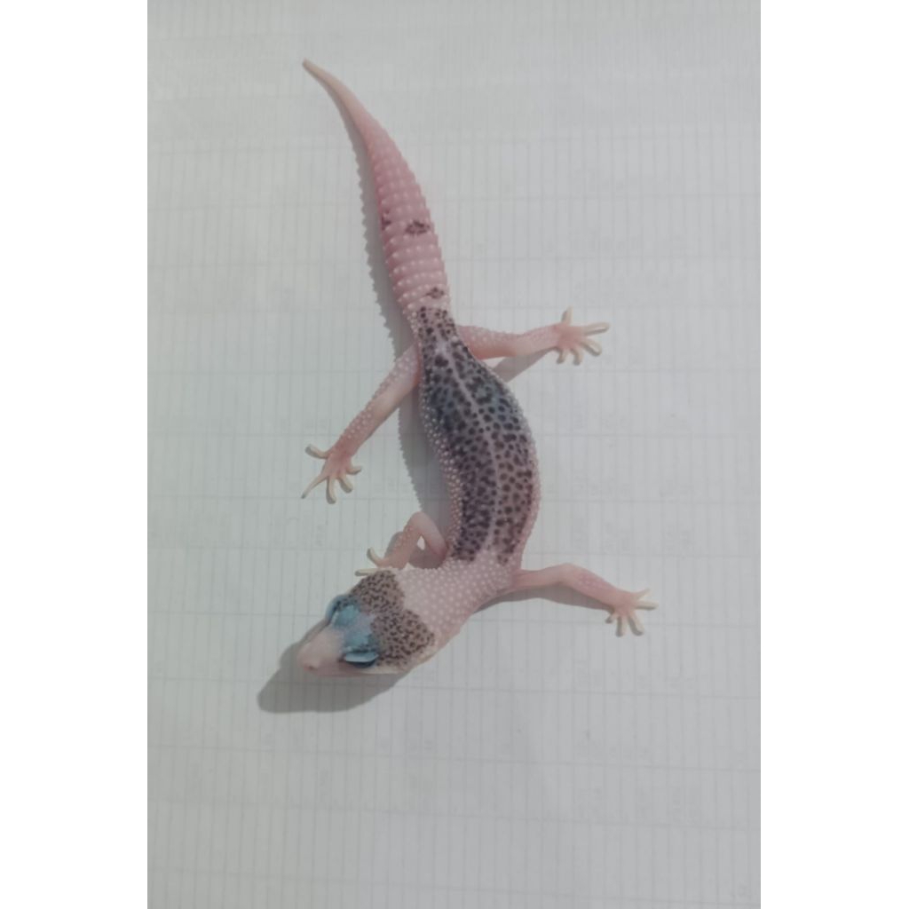 GECKO SUPER PIED ( LINE XTREME PIED )