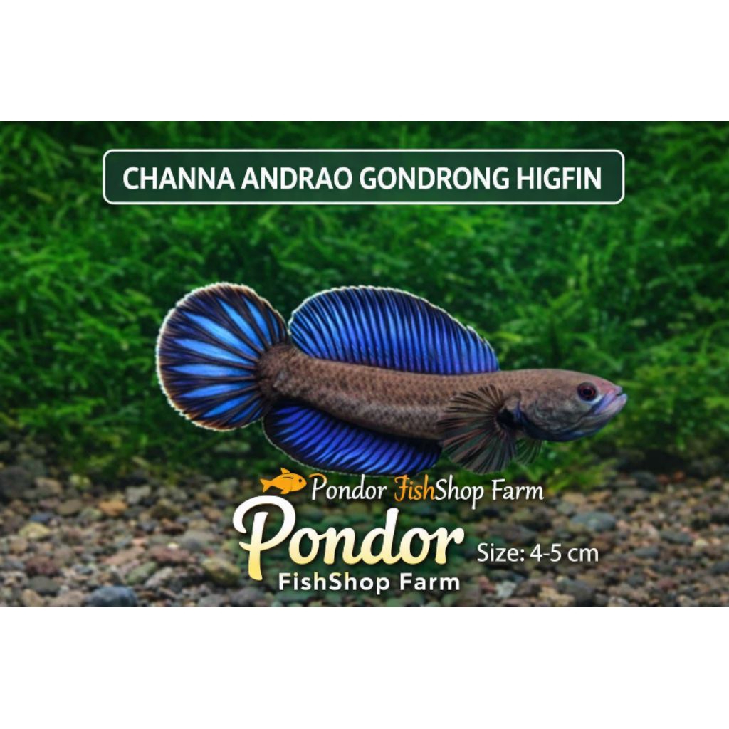 Channa Andrao Gondrong HighFin