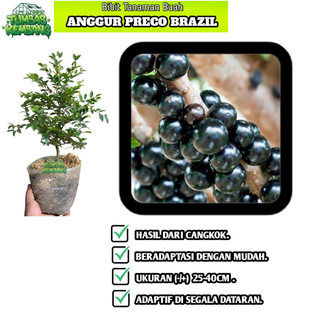 Bibit Tanaman Buah Anggur Preco Brazil Jaboticaba Plinia cauliflora - Super Cepat Berbuah Hasil Cang