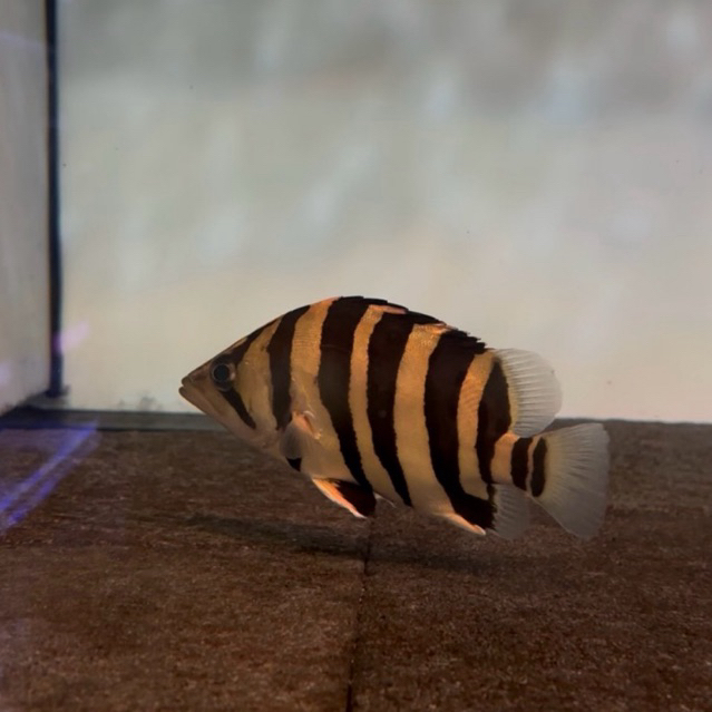 hiasan datz sumatra 11-12cm 4bar simet