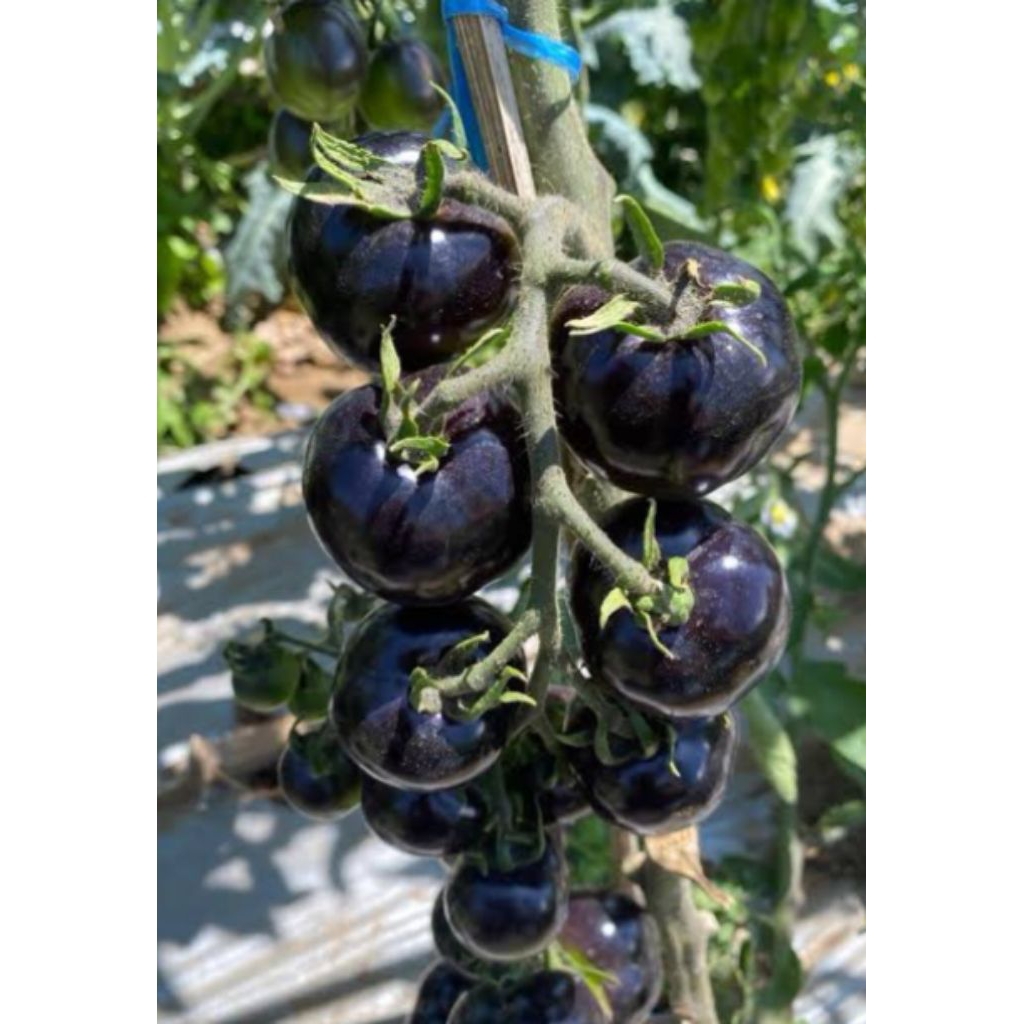 Benih Biji Tomat Hitam 10 Benih Bibit Biji Tanaman Tomat Hitam