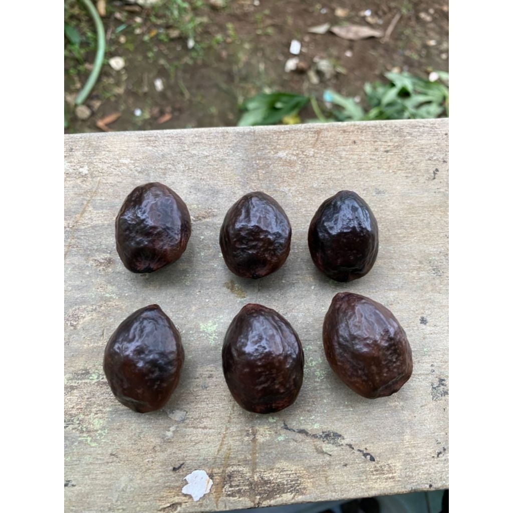 Muncang Jawa Simanis matang