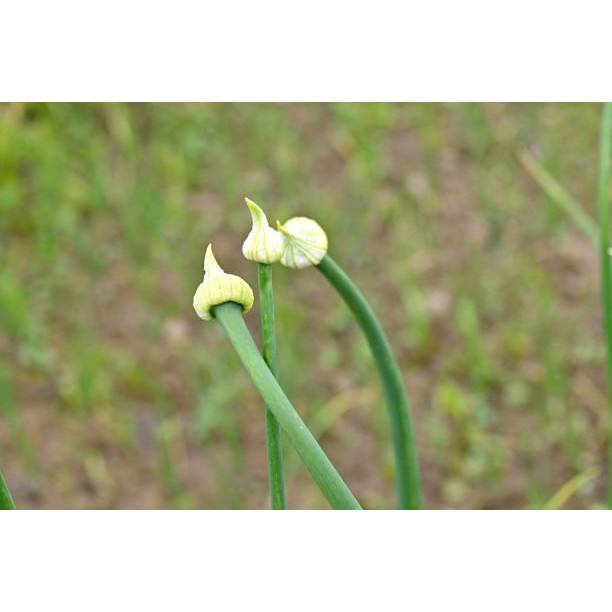 HASIL UNGGUL BENIH TANAMAN DAUN KUCAI