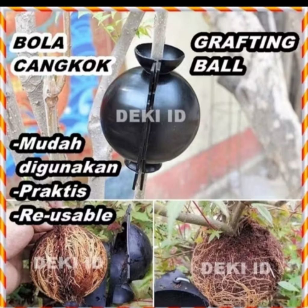 Alat Cangkok Ganaman NKT Bola cangkok 8cm Transparan plasti ukuran sedang