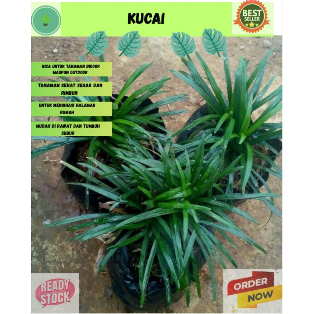 Tanaman Hias Kucai Siap Tanam ~ Kucai Siap Tanam Asli Original 10 Polybag