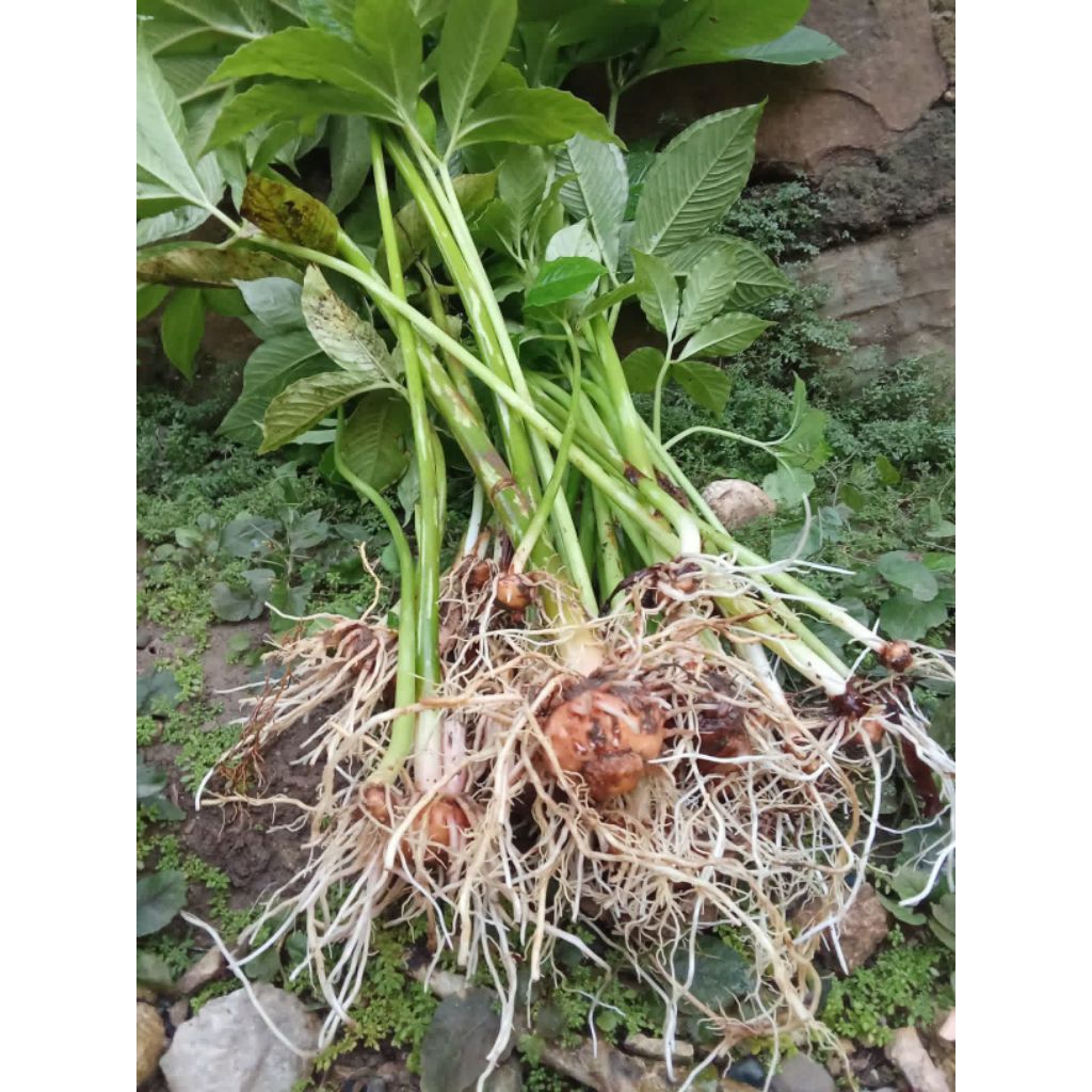 Bibit Porang Murah Berkualitas