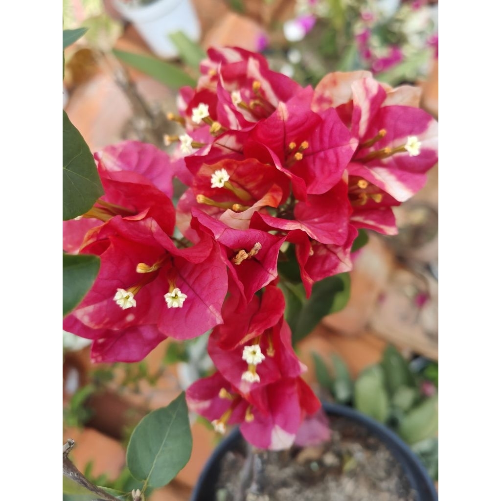 Bougenville Suvia India Besar