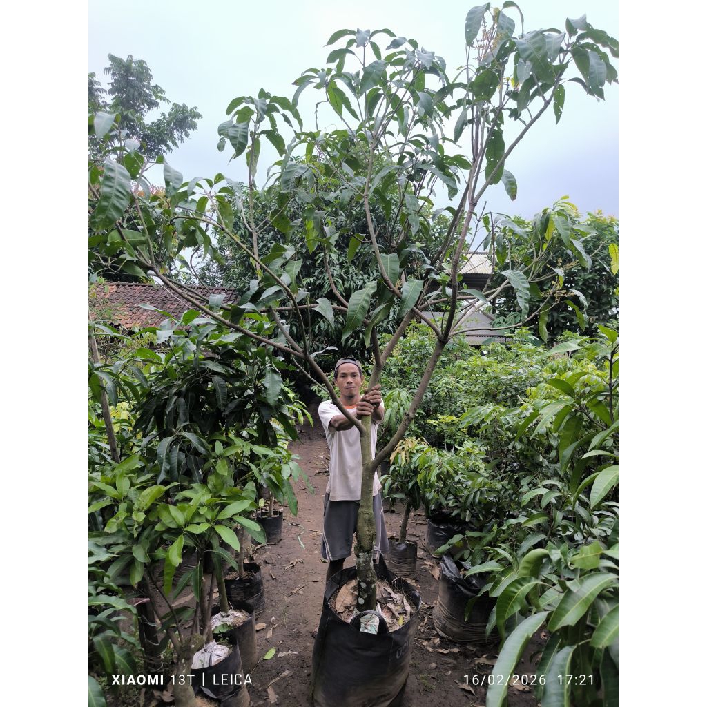 bibit mangga mahatir MONSTER berbunga (packing kayu)