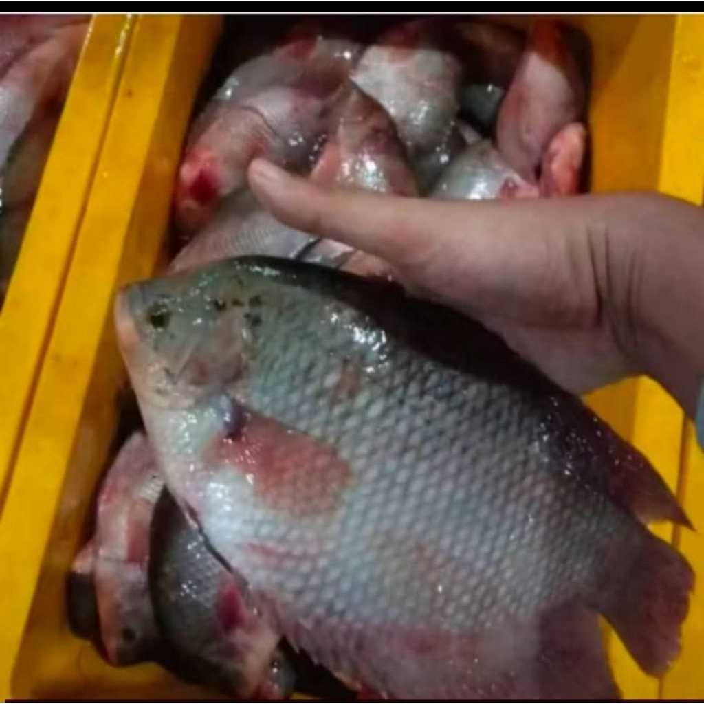 Gurami fress segar murah/ikan gurami segar fress