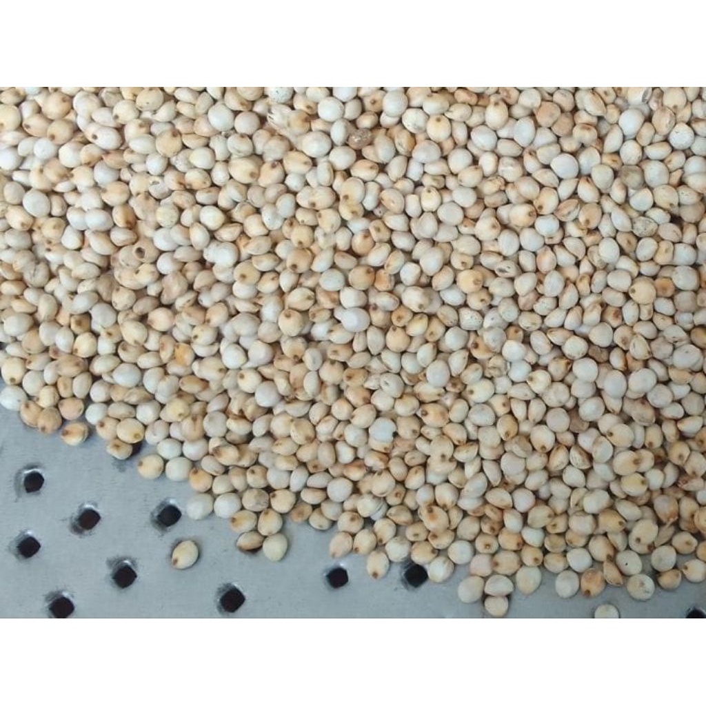 BENIH SORGUM PUTIH 1 KG