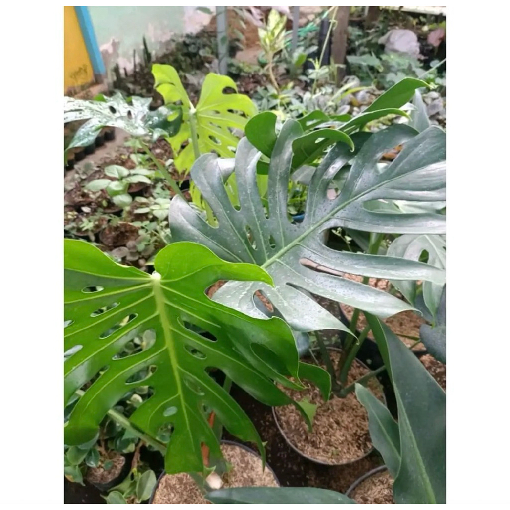 Tanaman Hias Monstera Delicious King Jumbo - Monstera King Dengan Daun Besar