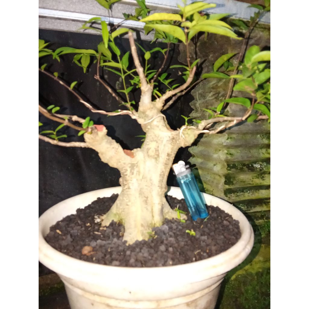 Bahan bonsai anting putri prospek,ekonomis.