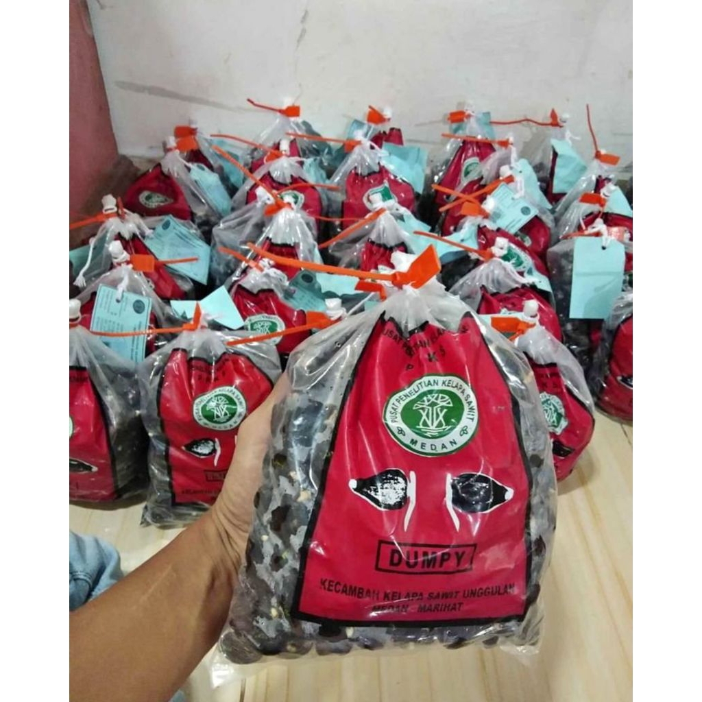 Benih Biji kelapa sawit Ppks Marihat Dumpy