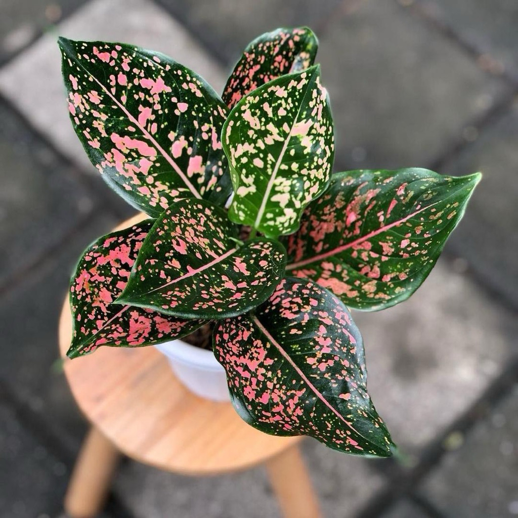 Aglonema pink dalmation | Tanaman aglonema pink dalmation | Aglaonema pink dalmatian