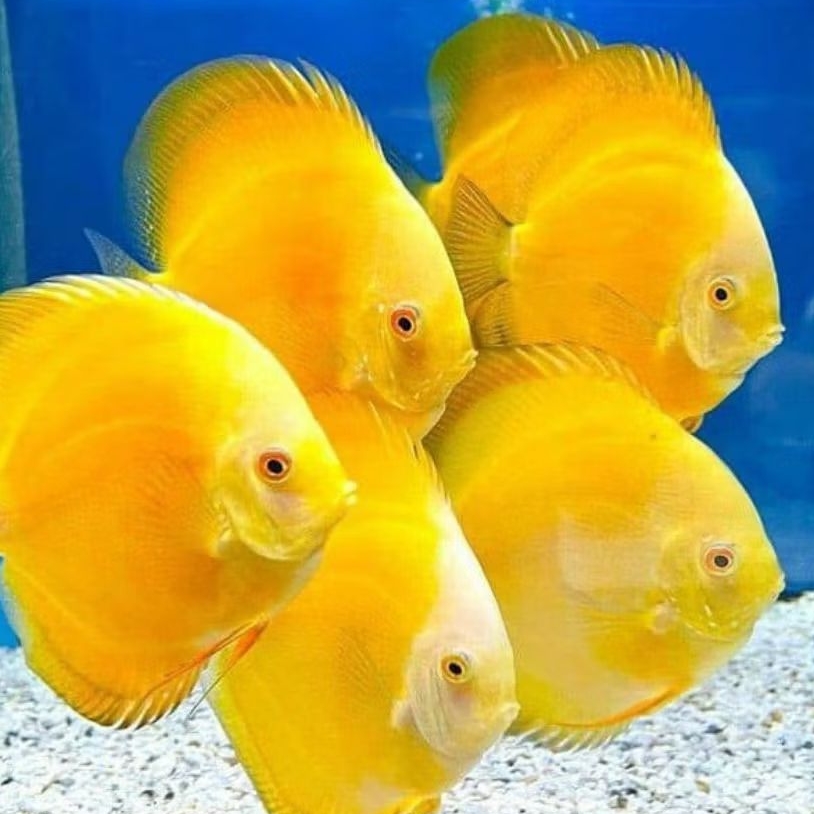 Discus Aquascape Golden Yellow ikan hias aquarium