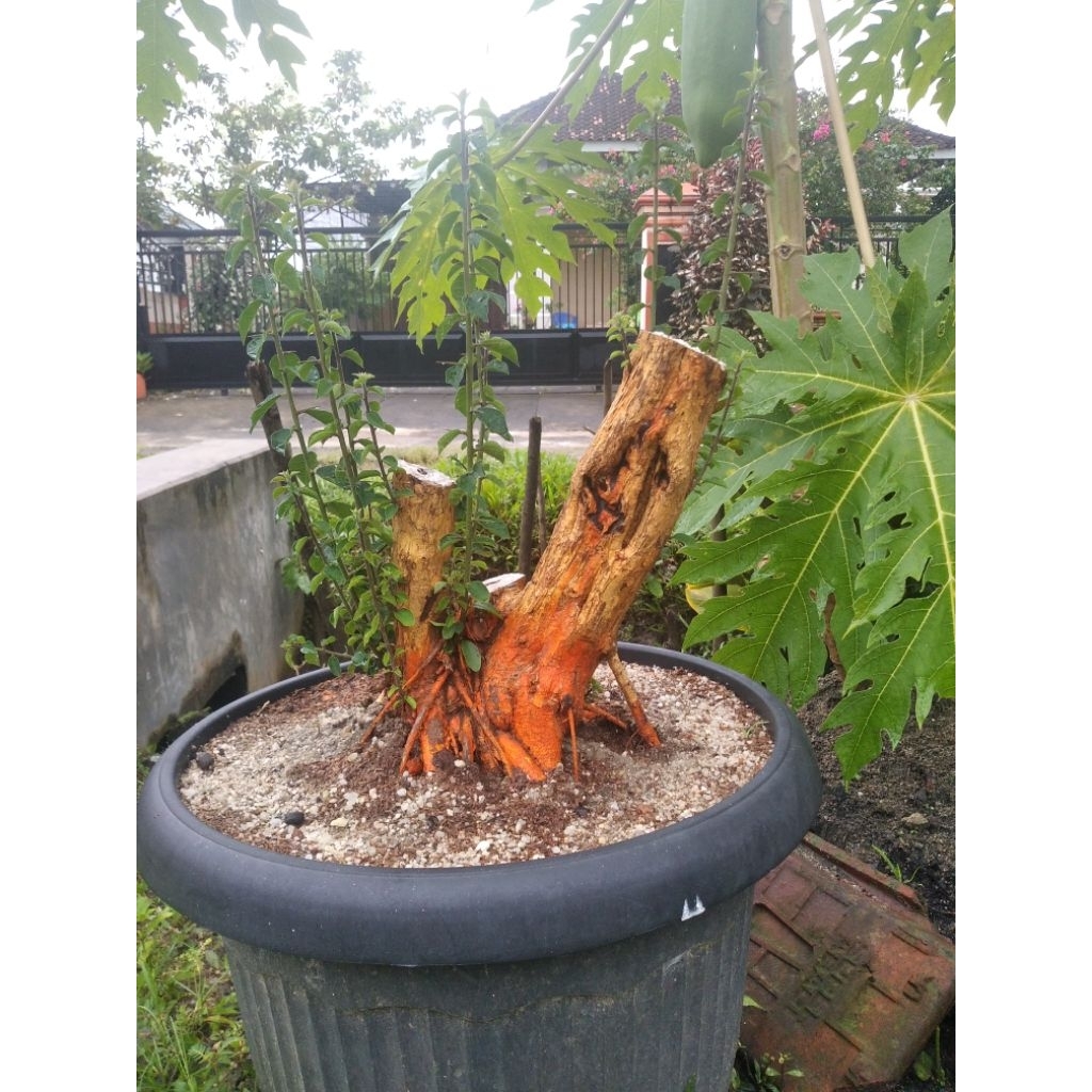 Bahan Bonsai Sisir Super Jumbo