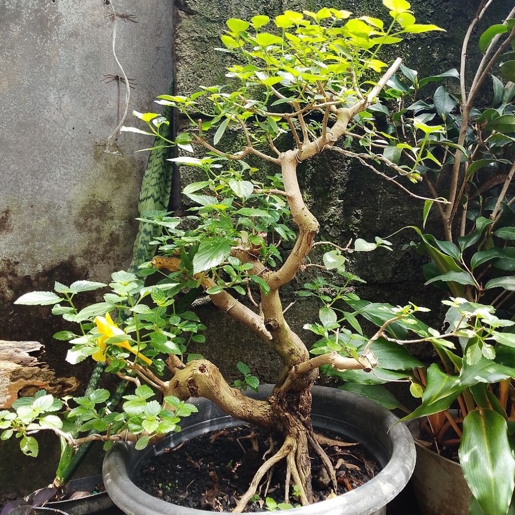 BAHAN BONSAI LANTANA BUNGA WARNA PINK