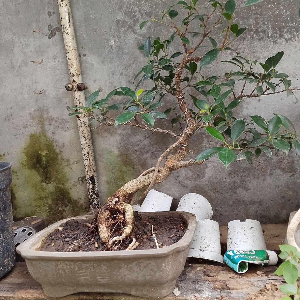BONSAI KIMENG SIZE SMALL