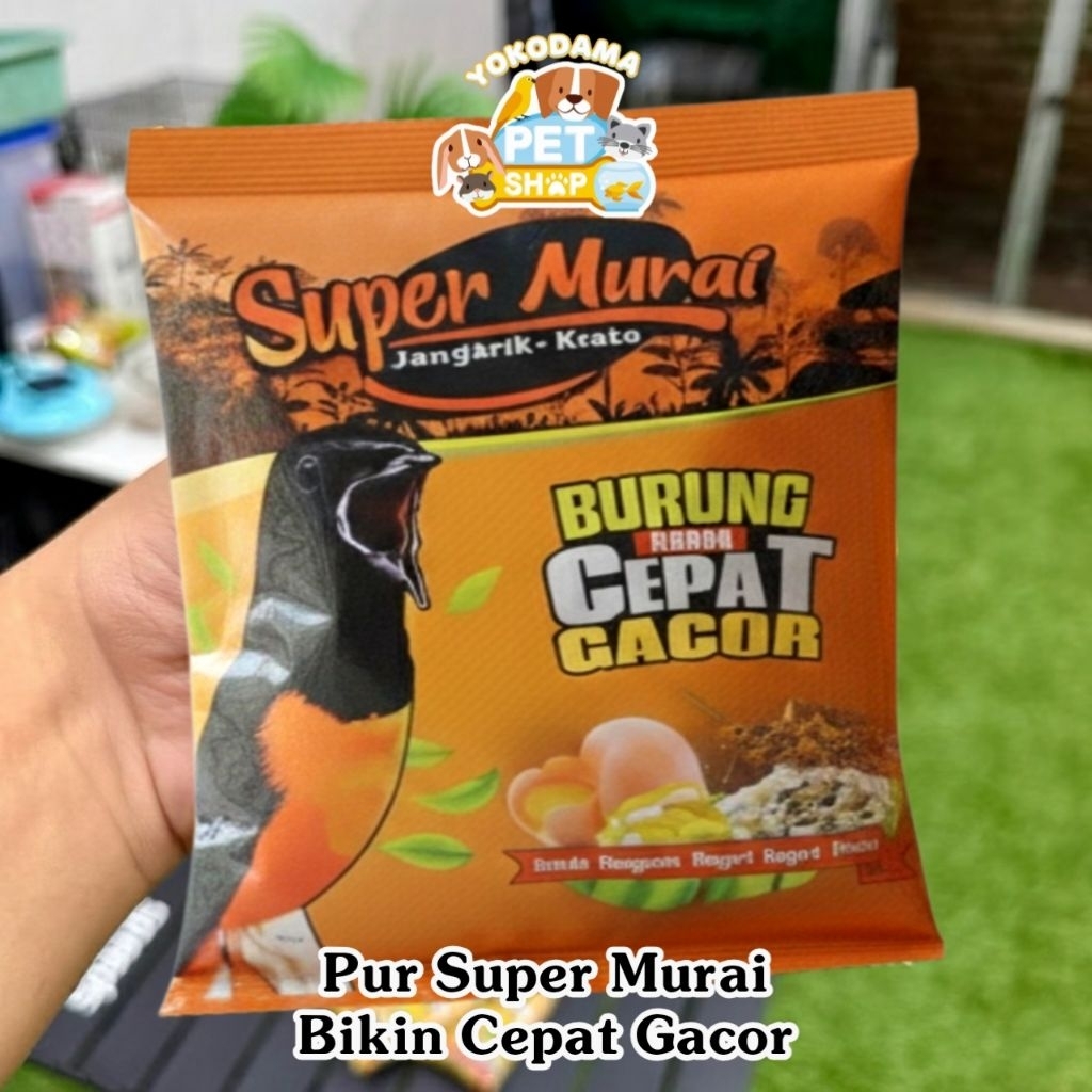 Pur Super Murai | Buat Burung Murai Cepat Gacor