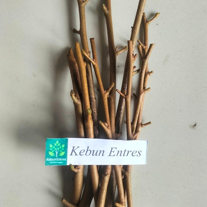 entres durian duri hitam / black thorn / ochee 5 mata tunas