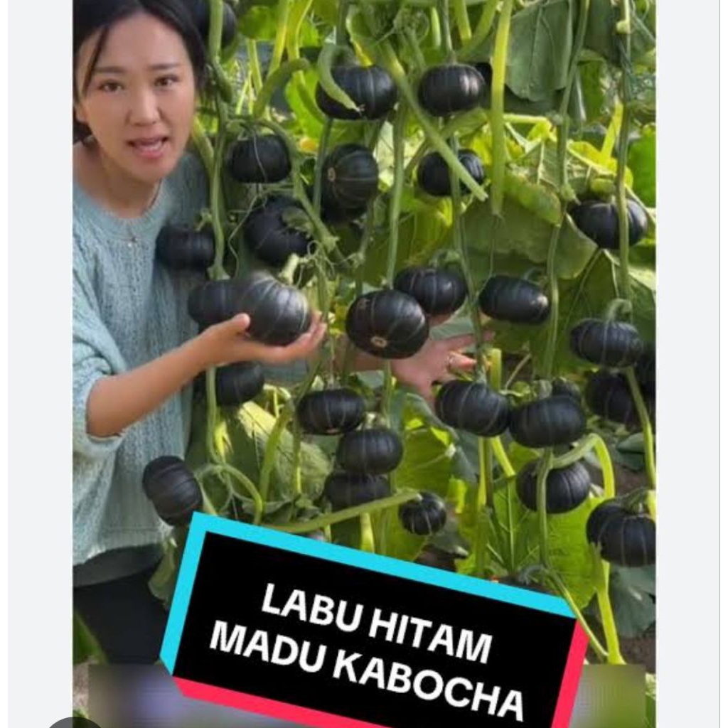 benih labu kabocha jepang super