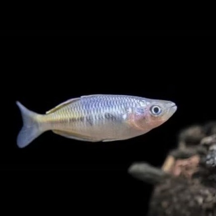 Ikan Rainbow Boesemani 3cm