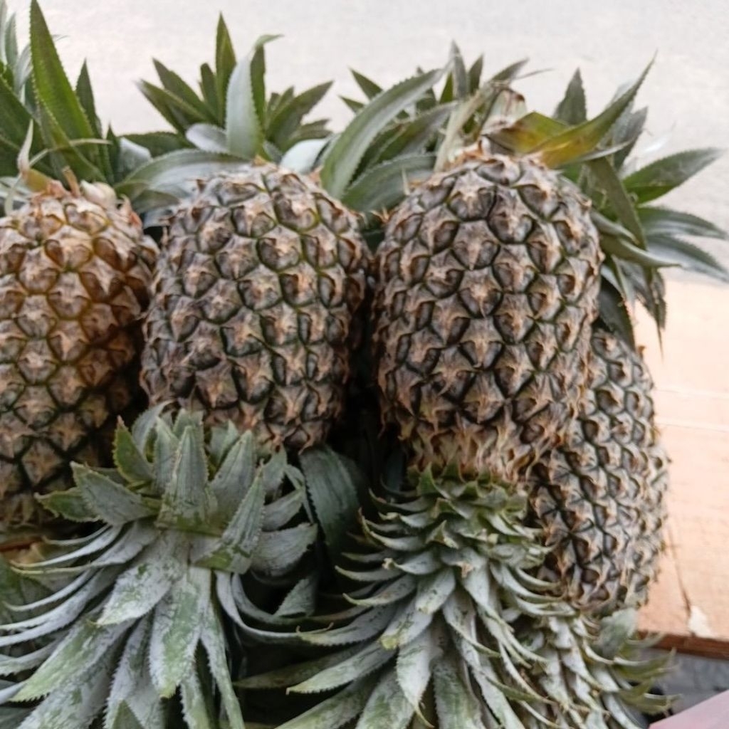 nanas palembang langsung parut 1 buah nanas di parut ya