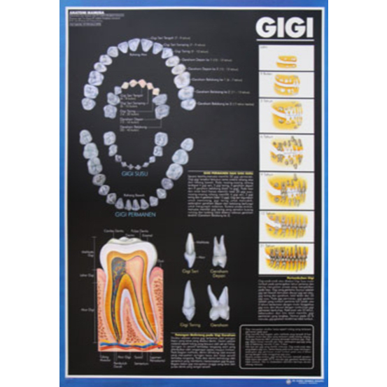 Poster Gigi / Anatomi Manusia / Organ Tubuh Manusia