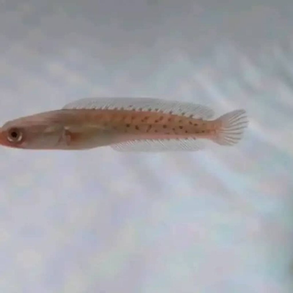 Channa Auranti Maculata 3-5cm - Warna Menawan, Mental Kuat, Daya Tahan Tinggi