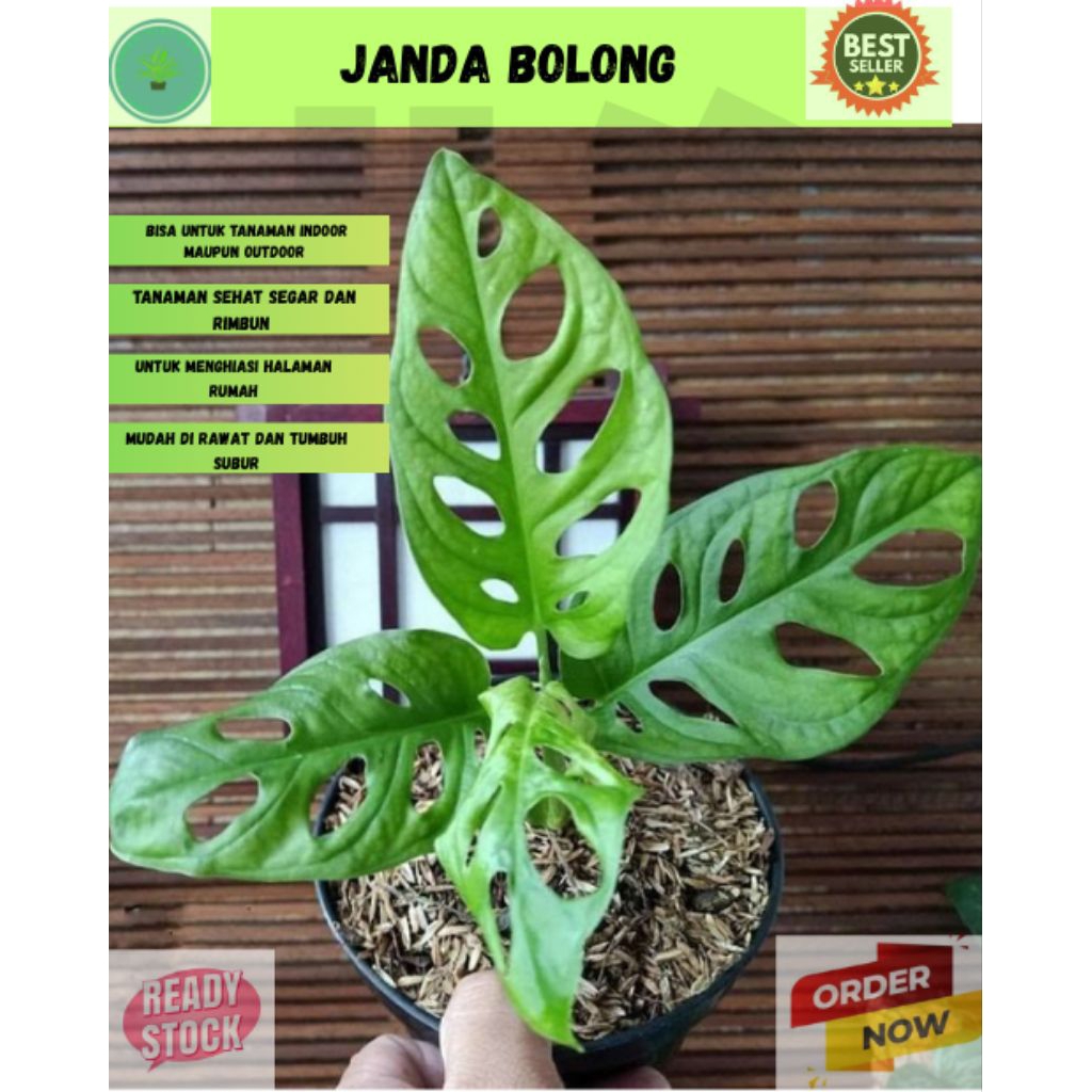 Tanaman Hias Janda Bolong Asli Siap Tanam ~ Janda Bolong Asli Original Siap Tanam