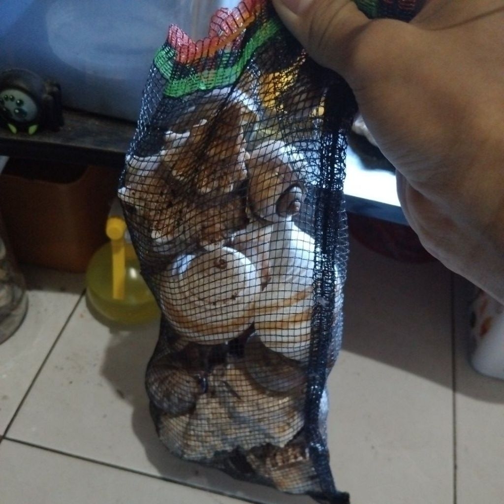 cangkang kelomang 1kg size M, L, XL, XXL