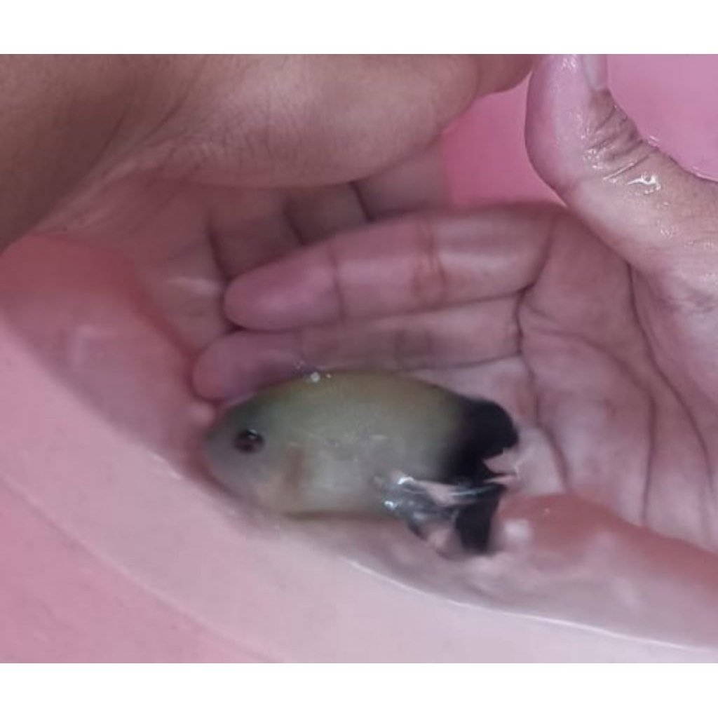 Ikan Hias Air Laut Jenis Angel Abu B