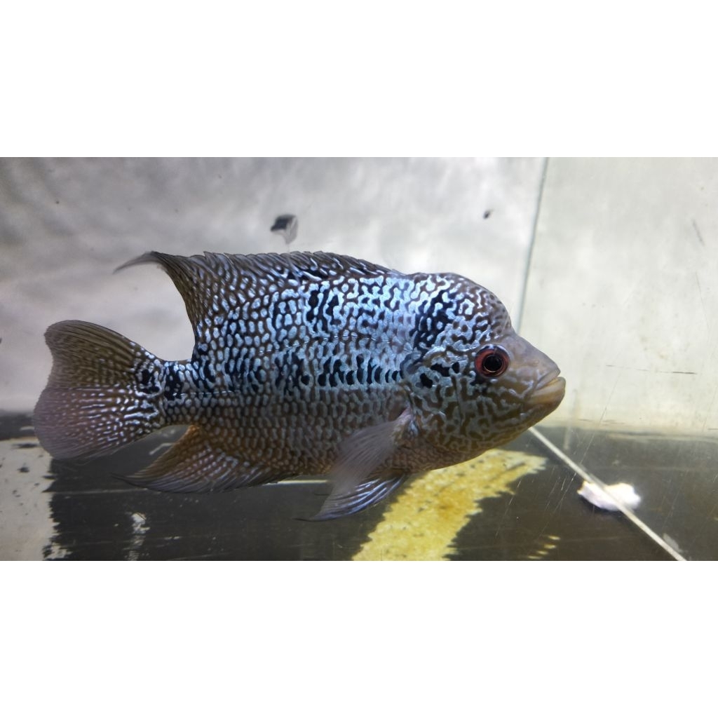 cencu two tone 5 jari