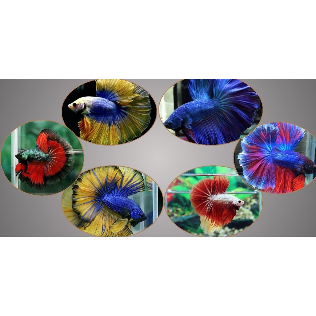 Ikan Cupang Hias Halfmoon Rosetail Size M-L - Warna Acak, Garansi Hidup