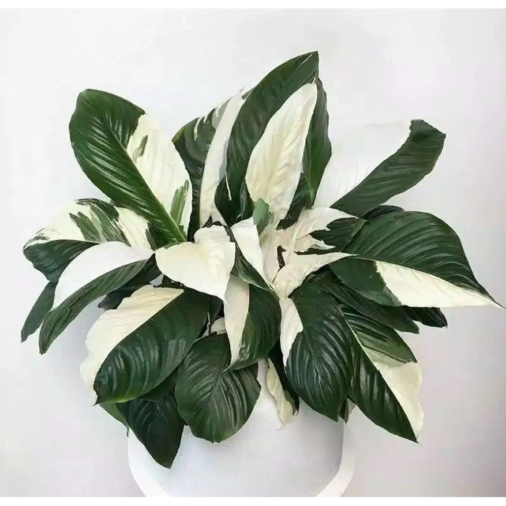 Tanaman Hias Sepatu Filum Variegata - Pece lily Variegata