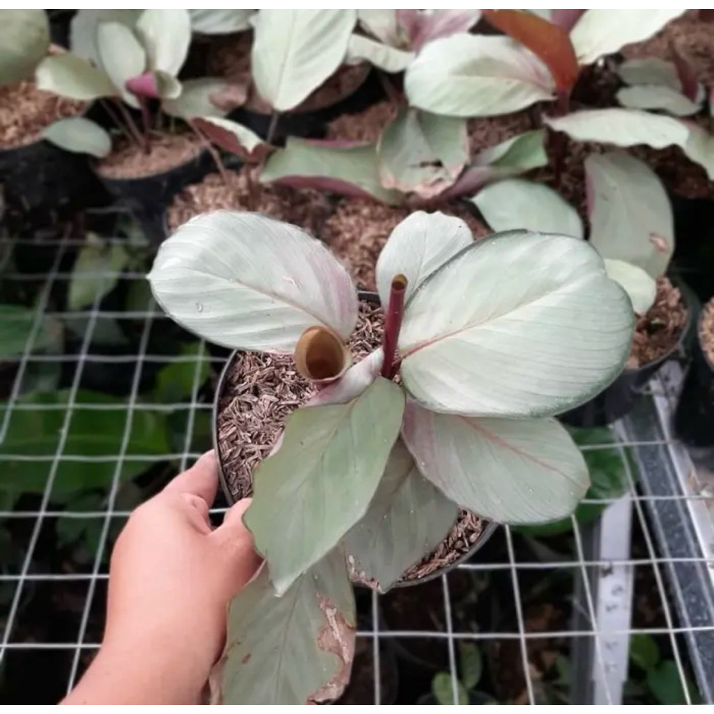 Tanaman Hias Calathea Silver - Calathea Silver