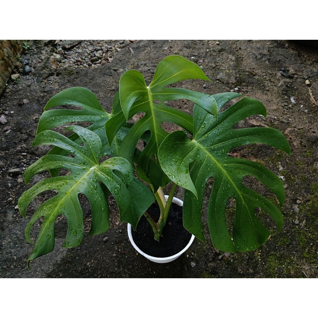 Monstera Brazilian daun mature